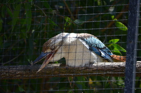 Kookaburra Blue-winged Kookaburra (Dacelo leachii) in Lone Pine Koala Sanctuary, Brisbane, Queensland, Australia.
My apologies for the fence. Australia,Blue-winged Kookaburra,Dacelo leachii,Geotagged,Kingfisher,Kookaburra,Zoo