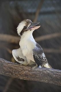 Laughing Jackass Laughing Kookaburra (Dacelo novaeguineae) in Lone Pine Koala Sanctuary, Brisbane, Queensland, Australia Australia,Dacelo novaeguineae,Geotagged,Kingfisher,Laughing Kookaburra,Zoo