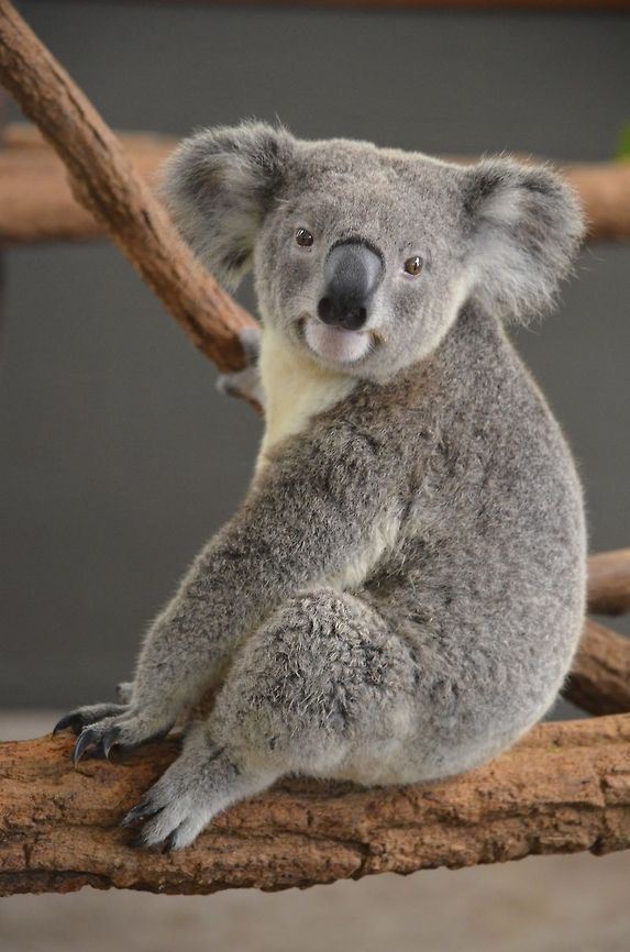 Koala A very cute one in Lone Pine Koala Sanctuary, Brisbane, Queensland, Australia.<br />
Look at his nails! Australia,Geotagged,Koala,Phascolarctos cinereus,Zoo