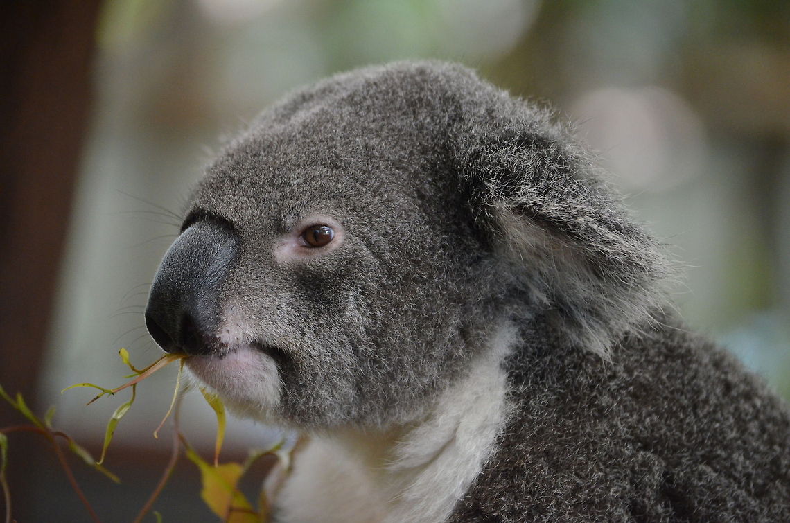 Koala Nibbling on his eucalyptus leaves in Lone Pine Koala Sanctuary, Brisbane, Queensland, Australia Australia,Geotagged,Koala,Phascolarctos cinereus,Zoo