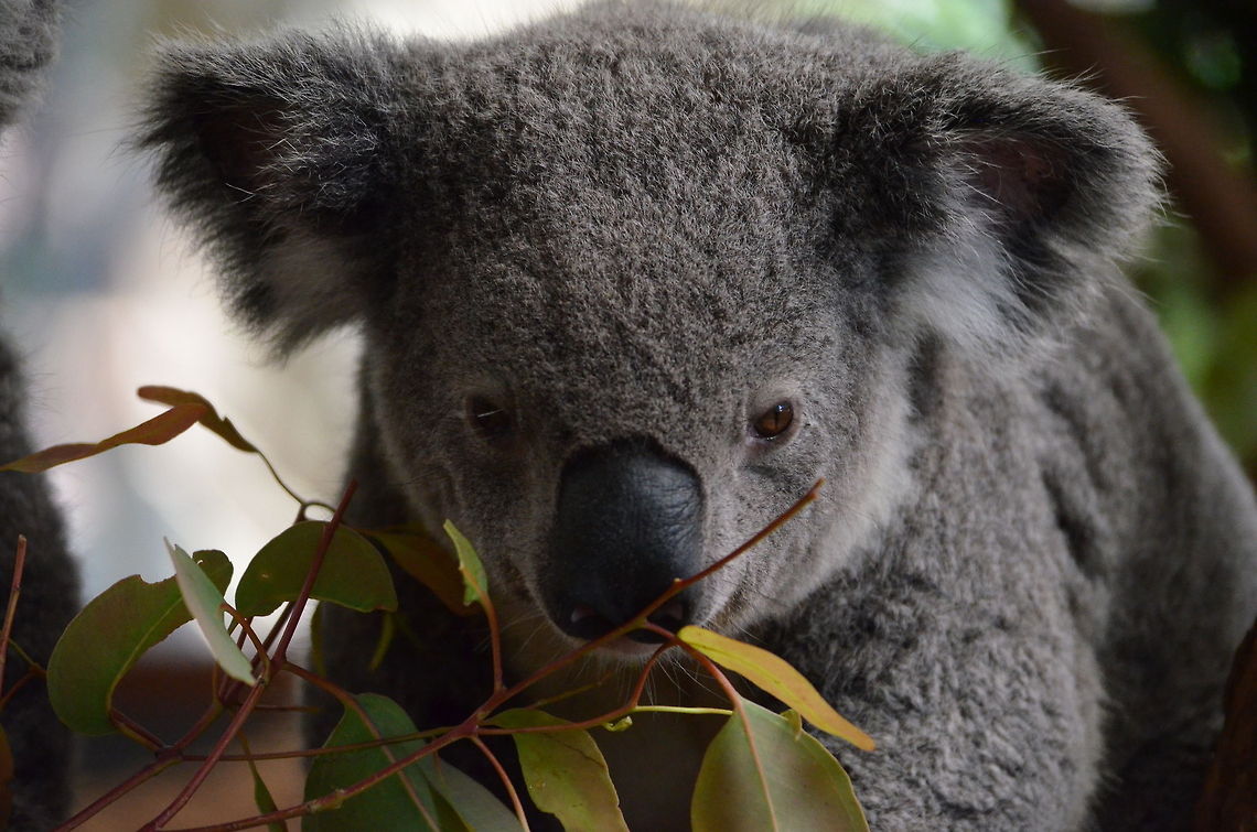 Koala Just another nice one (I promise not to post too much Koala's :) in Lone Pine Koala Sanctuary, Brisbane, Queensland, Australia Australia,Geotagged,Koala,Phascolarctos cinereus,Zoo