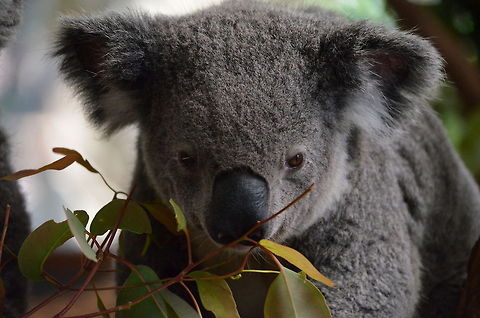 Koala Just another nice one (I promise not to post too much Koala's :) in Lone Pine Koala Sanctuary, Brisbane, Queensland, Australia Australia,Geotagged,Koala,Phascolarctos cinereus,Zoo