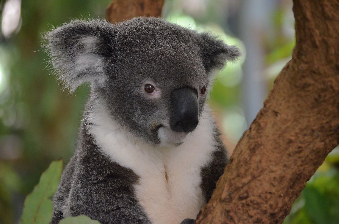 Koala sitting proud in the tree Koala in Lone Pine Koala Sanctuary, Brisbane, Queensland, Australia Australia,Geotagged,Koala,Phascolarctos cinereus,Zoo