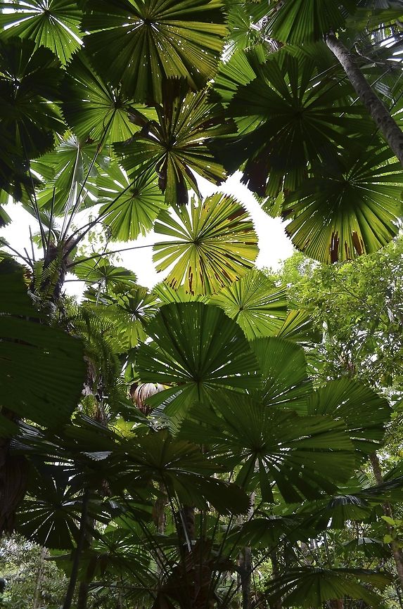 A natural roof A roof of leaves in the tropical rainforest of Daintree National Park, Far Northern Queensland, Australia Australia,Australian Fan Palm,Australian fan palm,Geotagged,Licuala ramsayi,Rainforest