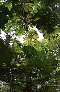 A natural roof A roof of leaves in the tropical rainforest of Daintree National Park, Far Northern Queensland, Australia Australia,Australian Fan Palm,Australian fan palm,Geotagged,Licuala ramsayi,Rainforest