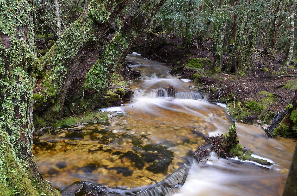 Ballroom Forest Ballroom Forest in the Dove Lake circuit walk after a night and morning of heavy rain in Cradle Mountain National Park, Tasmania, Australia Australia,Geotagged