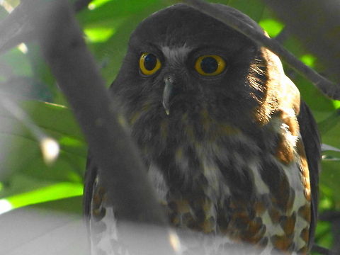 Owl  Brown Hawk-Owl,Ninox scutulata