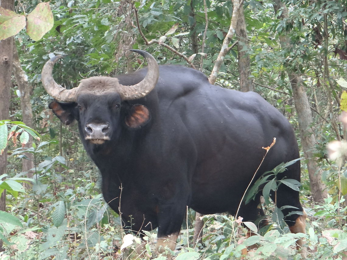Indian bison  Bison,Bos gaurus,Gaur,Indian bison
