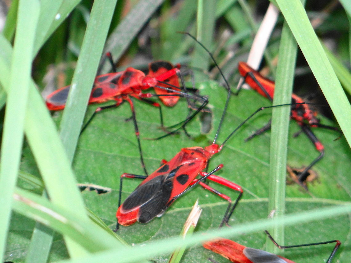 Insects Possibly something close to Macroceroea grandis (Largidae) Giant Red Bug,Heteroptera,Largidae,Macrocheraia grandis,Pyrrhocoroidea,true bug