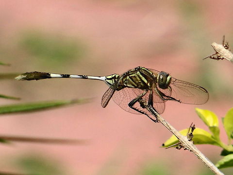 Dragonfly  Orthetrum sabina