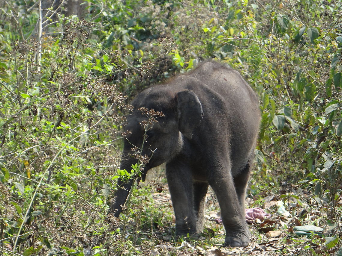 Elephant  Asian elephant,Elephas maximus