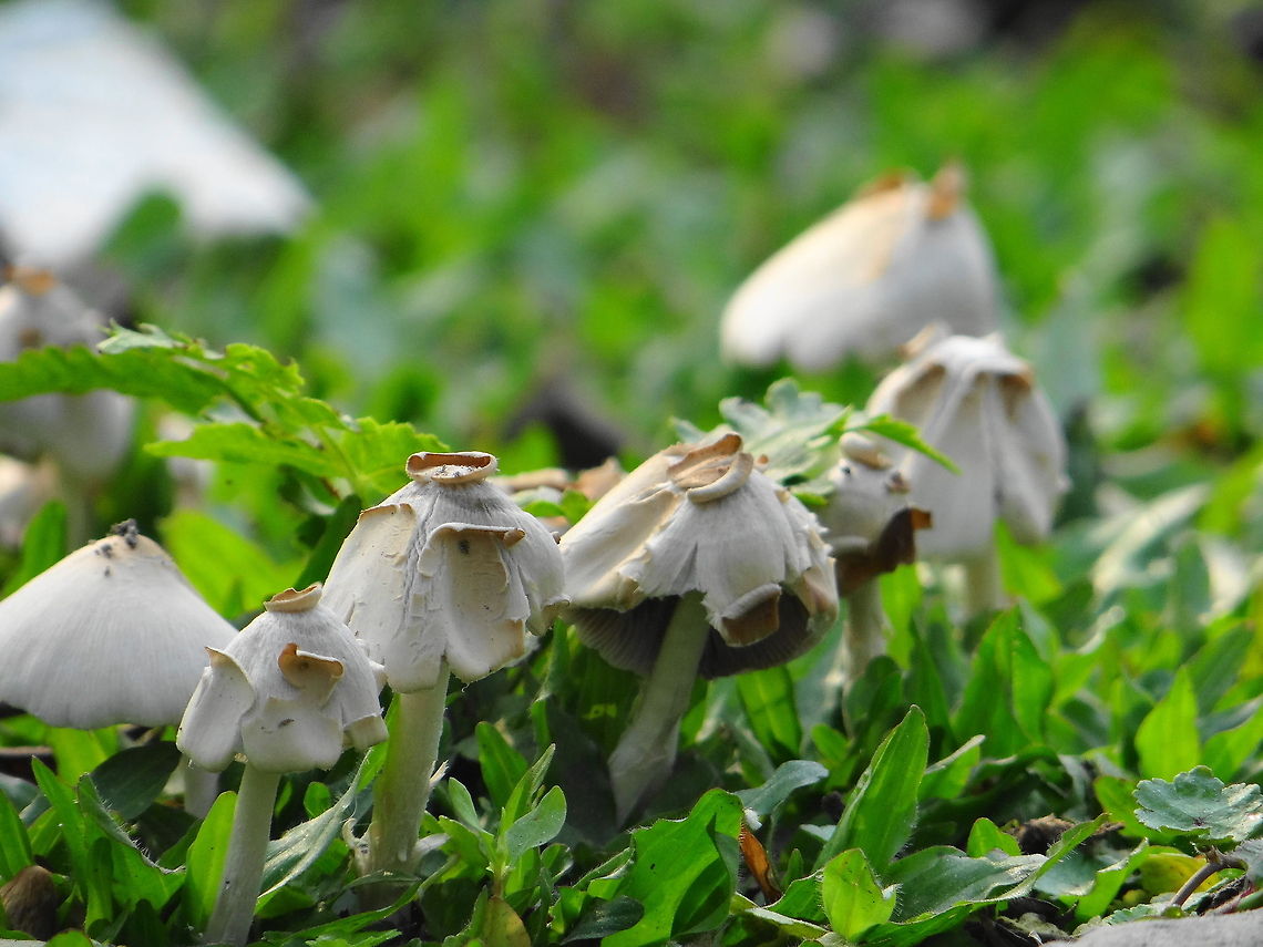 Close_up_of_Fungus  Fungi,mushroom