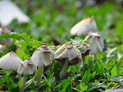 Close_up_of_Fungus  Fungi,mushroom