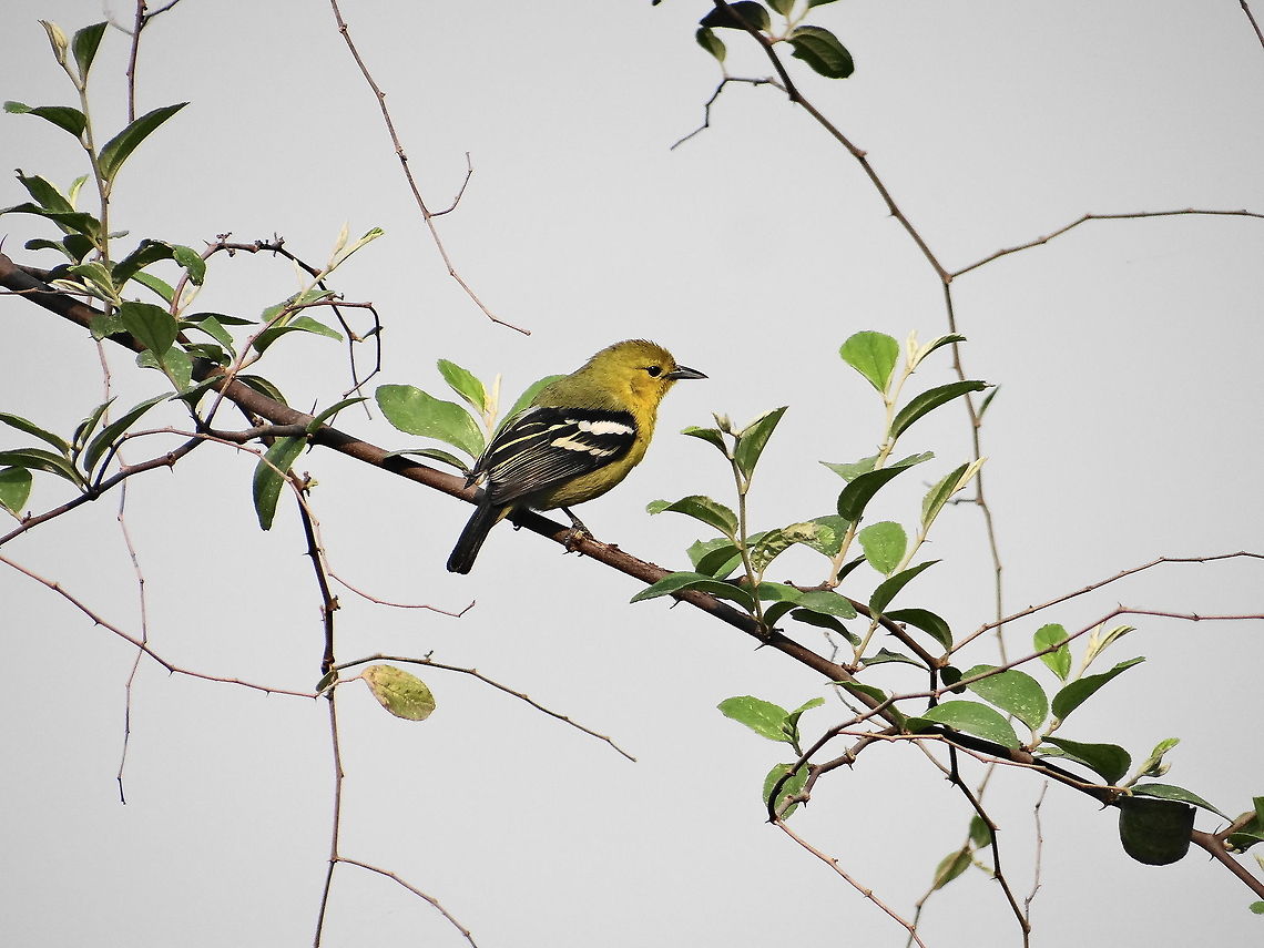 Let_sit_on_branch  American Goldfinch,Carduelis tristis