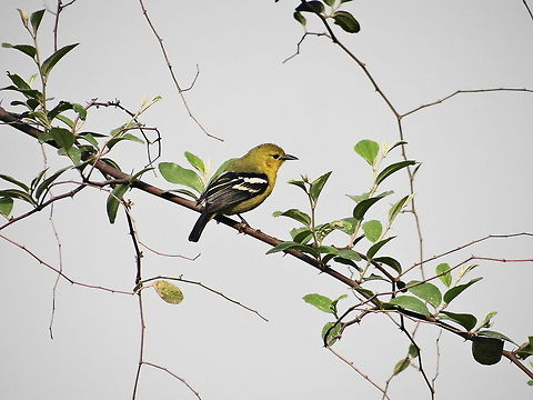 Let_sit_on_branch  American Goldfinch,Carduelis tristis