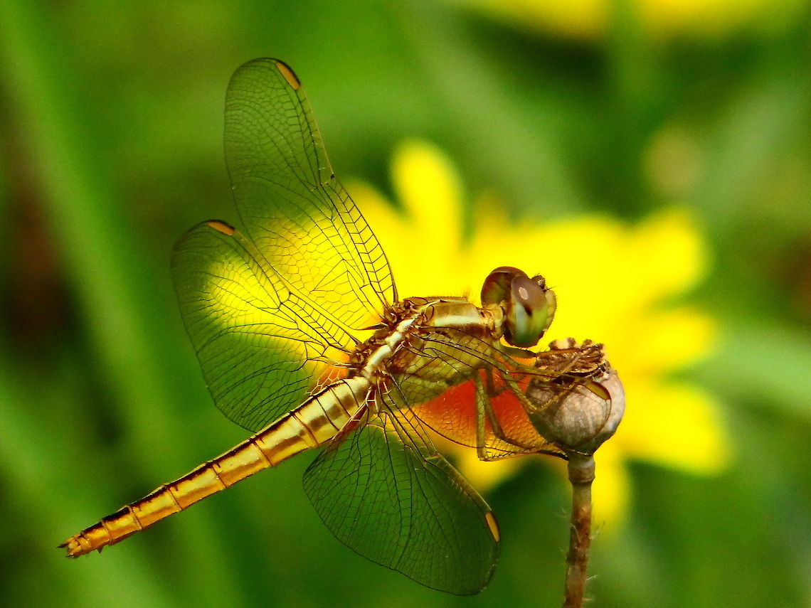 Dragonfly This is a picture of golden dragonfly. Crocothemis servilia,Dragonfly,Scarlet Skimmer,flower