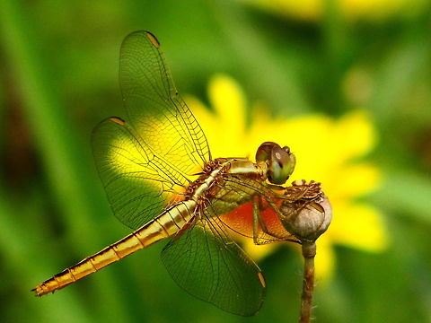 Dragonfly This is a picture of golden dragonfly. Crocothemis servilia,Dragonfly,Scarlet Skimmer,flower