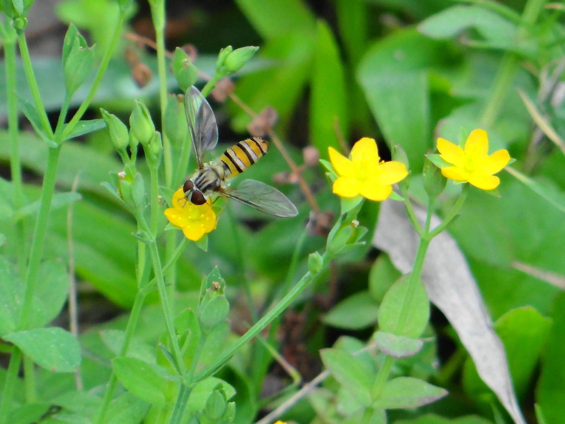 Bee_on_flower_for_honey  Episyrphus balteatus,Marmalade Hoverfly
