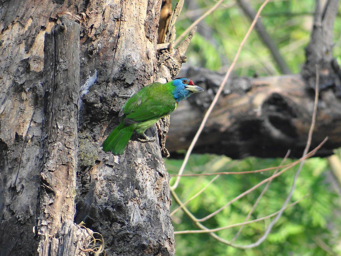 Blue-throated Barbet A picture of Blue-throated Barbet. Bird,Blue-throated Barbet,Green,Megalaima asiatica,Tree