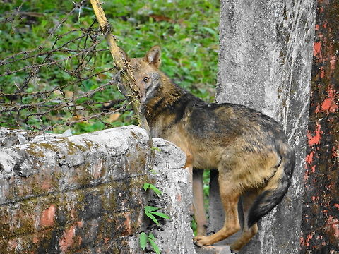 Jackle  Canis aureus,Golden jackal