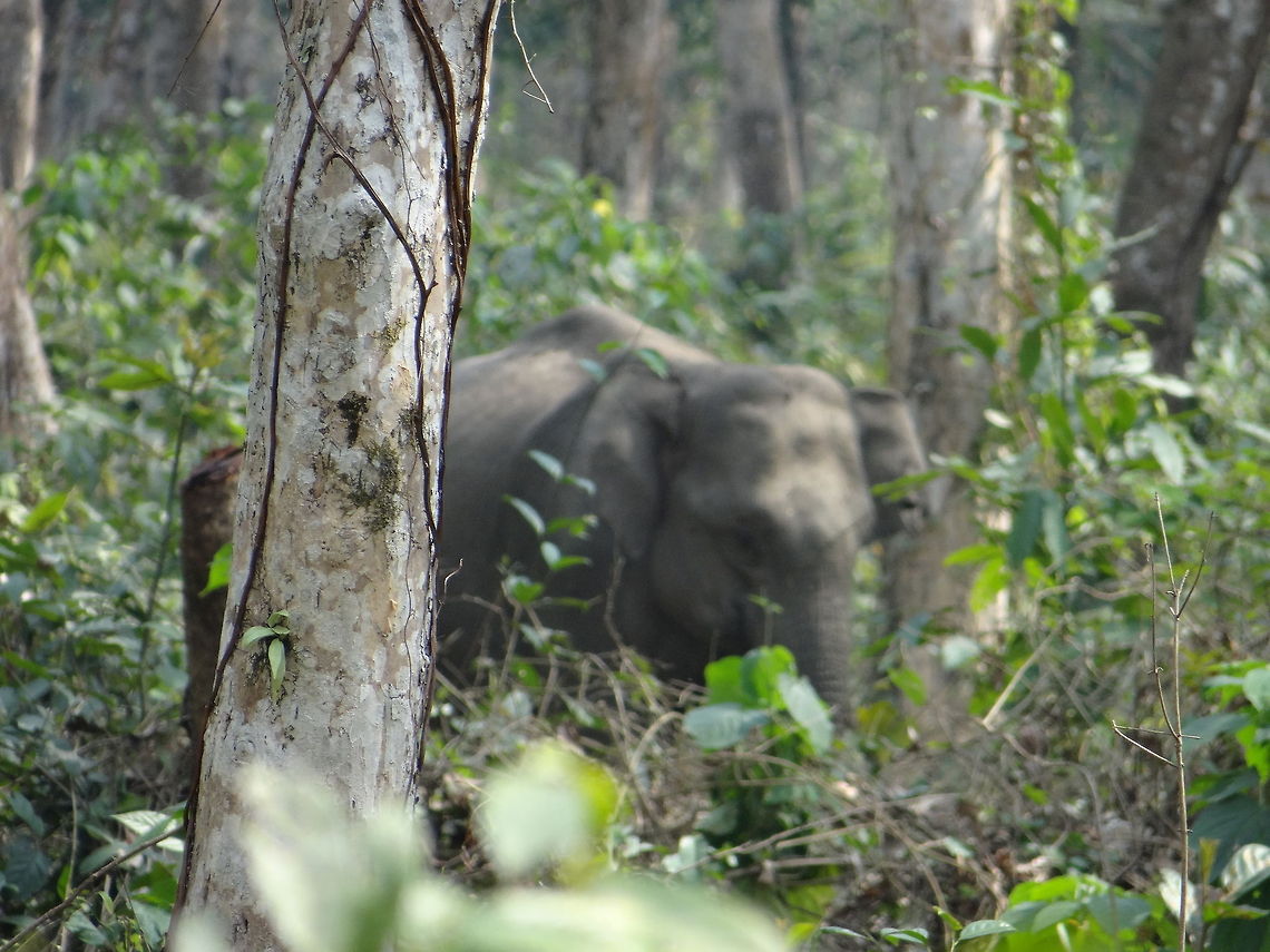 Elephant_in_jungle A picture in forest Animal,Elephas maximus indicus,Green,Indian Elephant,Tree