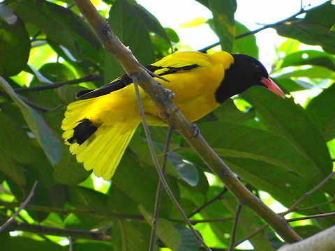 Sitting_on_branch  Black-headed Oriole,Oriolus larvatus