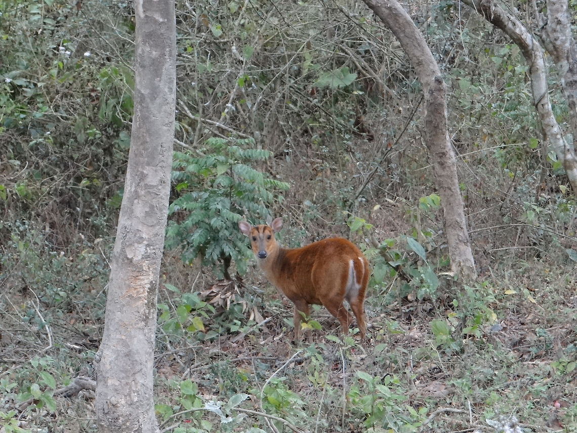 Deer_look  Indian muntjac,Muntiacus muntjak