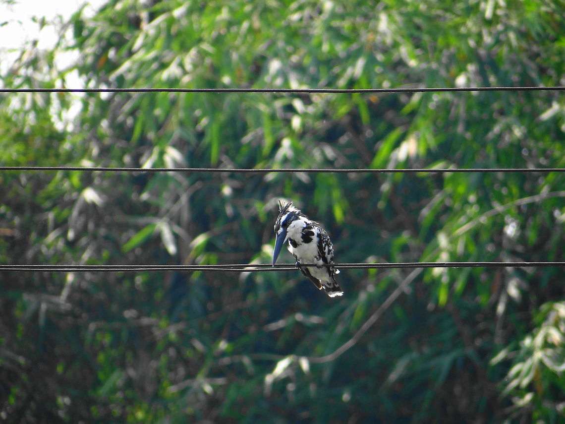 Blue_lips_Kingfisher  Ceryle rudis,Pied Kingfisher