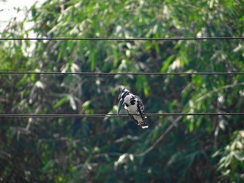 Blue_lips_Kingfisher  Ceryle rudis,Pied Kingfisher