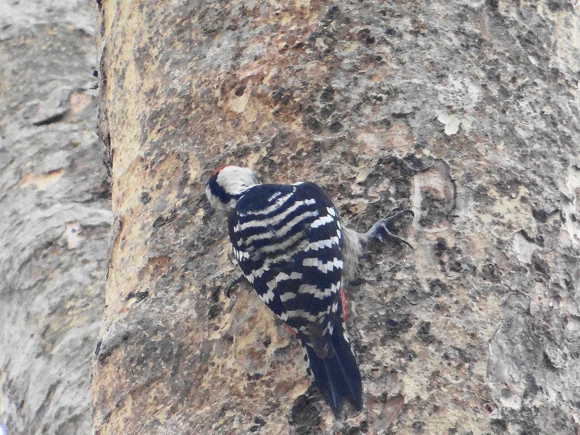 Knocking_the_tree  Dendrocopos macei,Fulvous-breasted Woodpecker