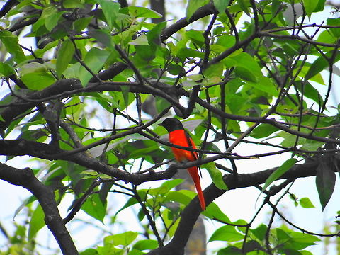 Scarlet_bird  Bangladesh,Geotagged,Pericrocotus speciosus,Scarlet Minivet