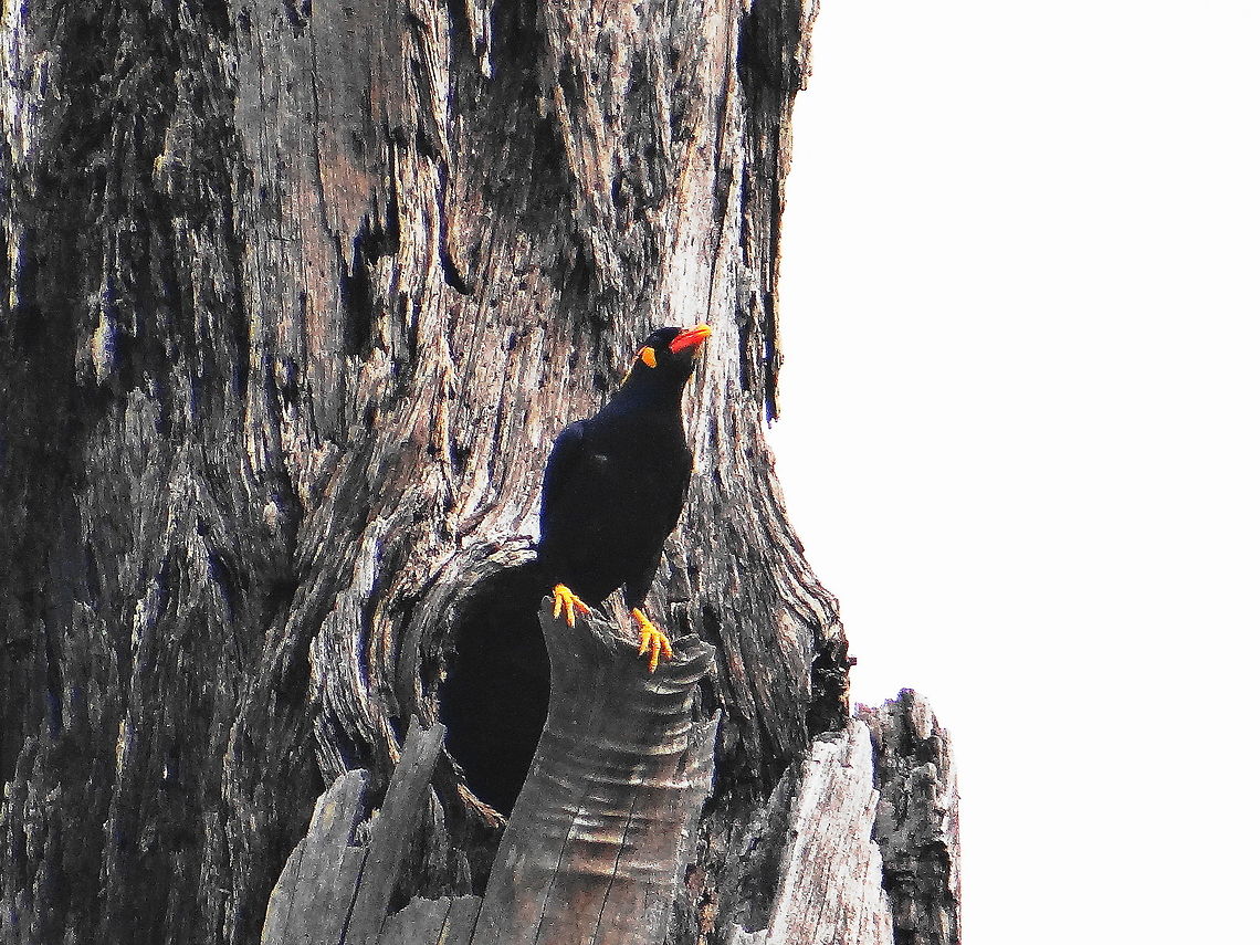 Myna_Bird_on_ruined_tree  Common Hill Myna,Geotagged,Gracula religiosa,India
