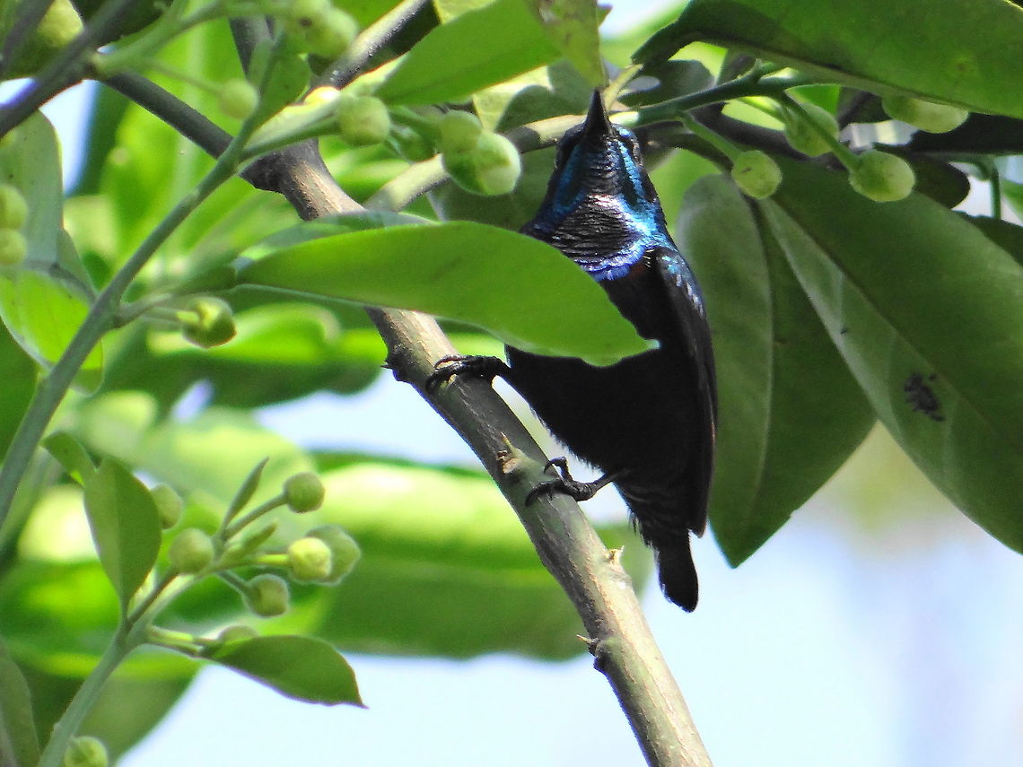 Honey bird  Cinnyris asiaticus,Geotagged,India,Purple Sunbird
