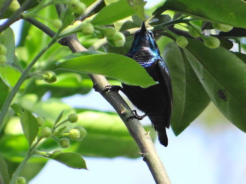 Honey bird  Cinnyris asiaticus,Geotagged,India,Purple Sunbird
