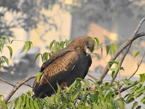 Bird_of_prey  Black Kite,Milvus migrans