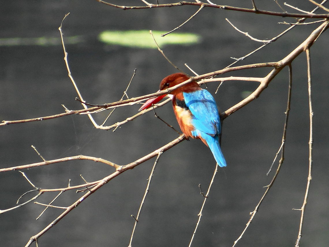 Brown Kingfisher  Bird,Halcyon smyrnensis,White-throated Kingfisher,tree