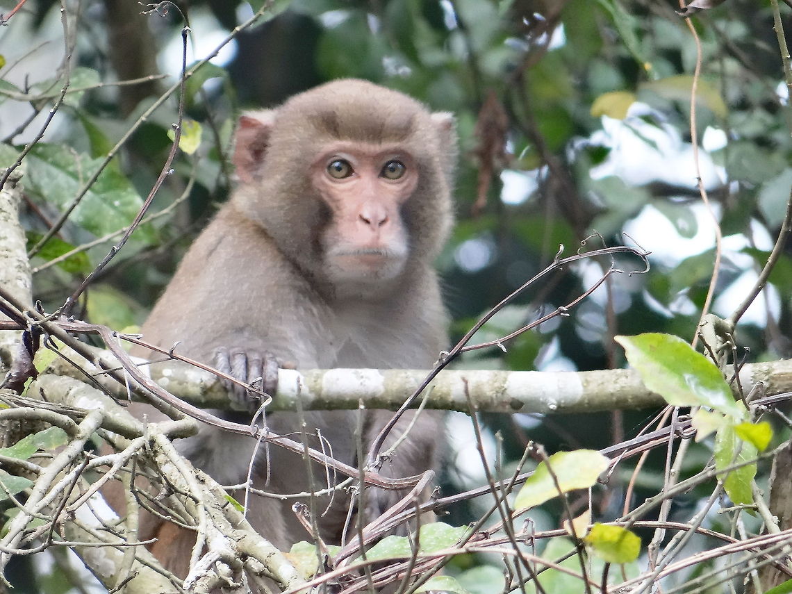 Monkey_sitting_on_tree  Macaca mulatta,Rhesus macaque