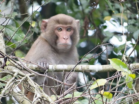 Monkey_sitting_on_tree  Macaca mulatta,Rhesus macaque