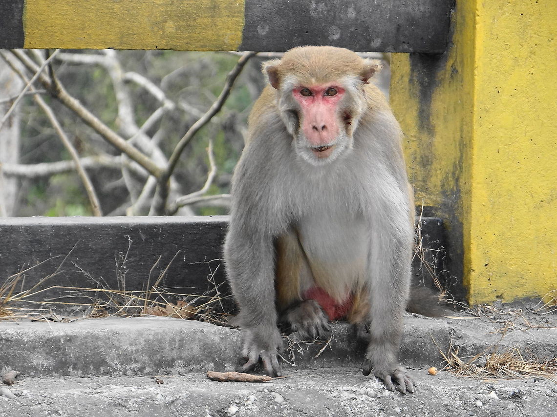 Looking  Macaca mulatta,Rhesus macaque