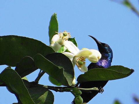 Honey_sucker  Cinnyris asiaticus,Geotagged,India,Purple Sunbird