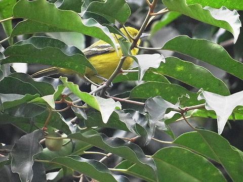 Hiding_in_leaves  Aegithina tiphia,Common Iora