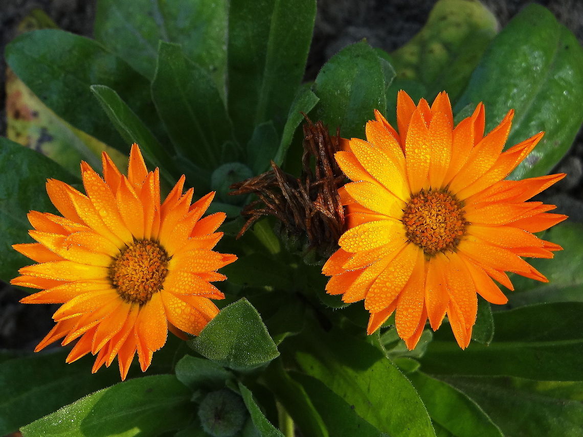 African_Daisy_orange