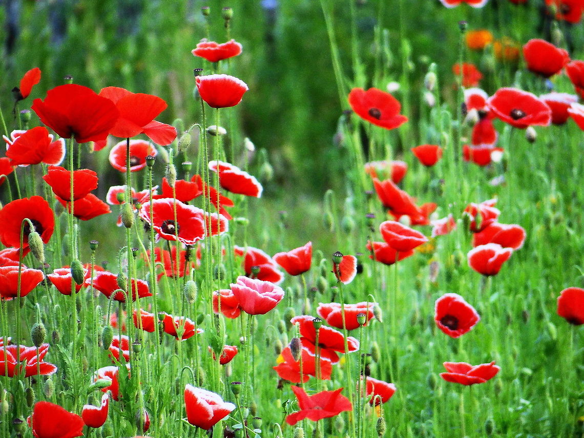 Colourful_presentation  Papaver rhoeas