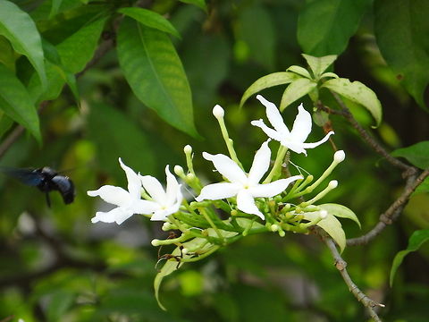 Hunting_honey  Tabernaemontana divaricata