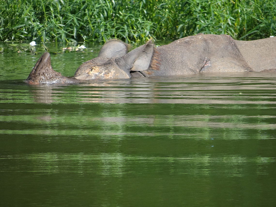 Hippopotamus_in_zoo A hippopotamus is just sailing in water in a zoo in india. Hippopotamus,Hippopotamus amphibius
