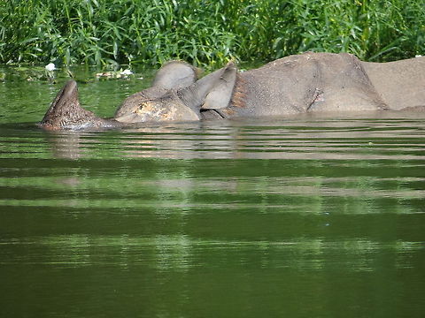 Hippopotamus_in_zoo A hippopotamus is just sailing in water in a zoo in india. Hippopotamus,Hippopotamus amphibius