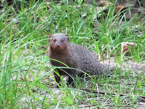 Mongoose A Mongoose's picture Herpestes edwardsii,Indian grey Mongoose