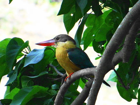 Kingfisher_red  Bird,Geotagged,Green,India,Pelargopsis capensis,Stork-billed Kingfisher,Tree