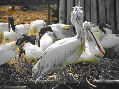 Sun_bath  Pelecanus philippensis,Spot-billed Pelican