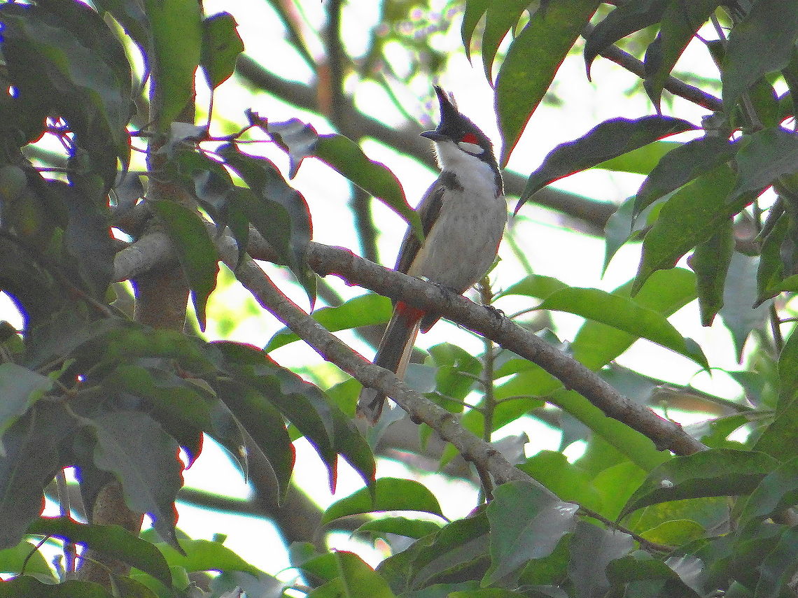 Bulbul  Pycnonotus jocosus,Red-whiskered Bulbul
